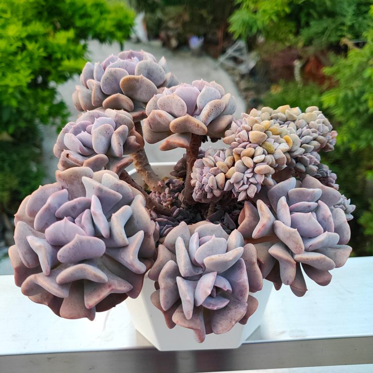 多肉仙人交易所