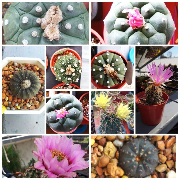 多肉仙人交易所