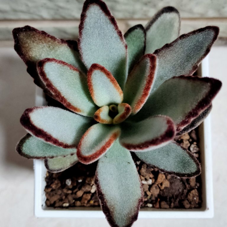 多肉仙人交易所