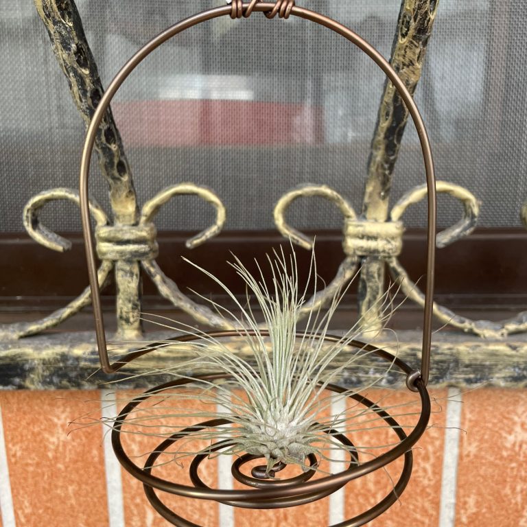 多肉仙人交易所