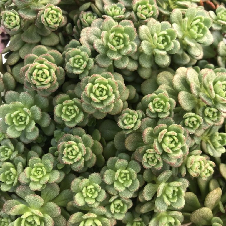 多肉仙人交易所