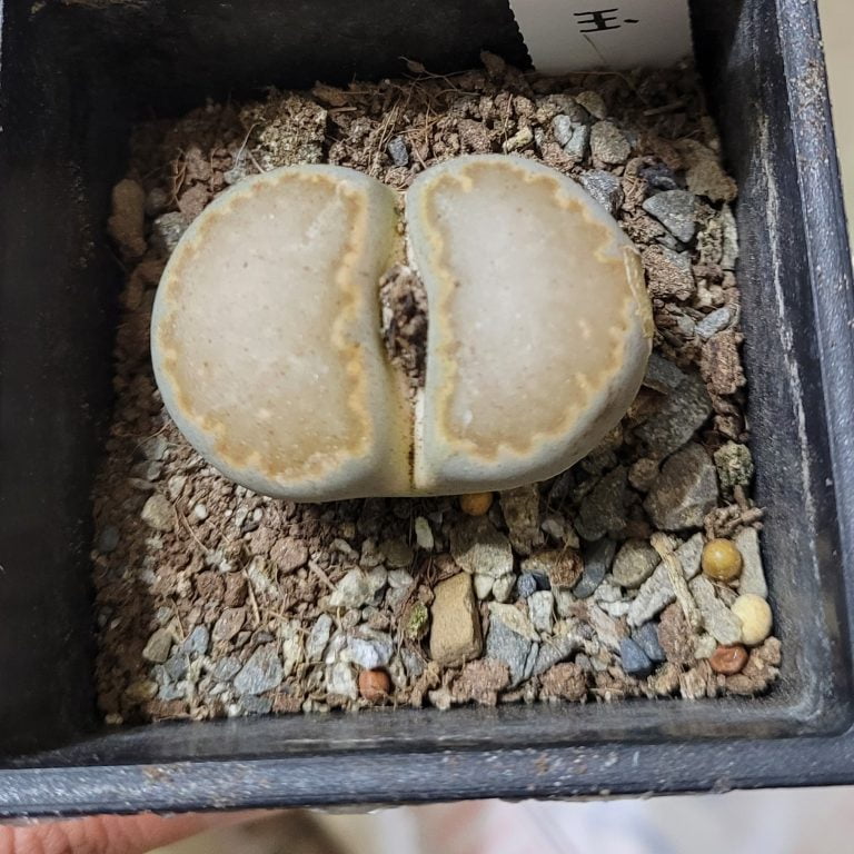 多肉仙人交易所