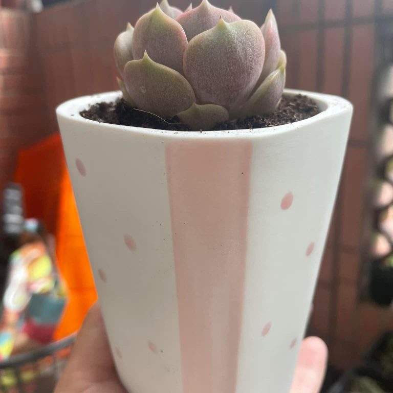 多肉仙人交易所