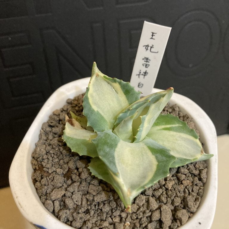 多肉仙人交易所