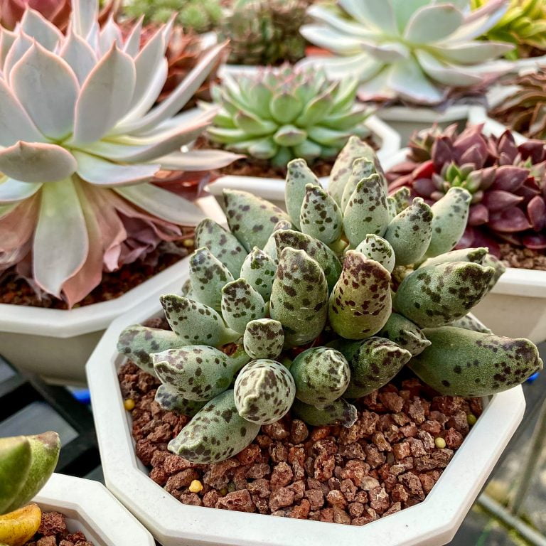 多肉仙人交易所