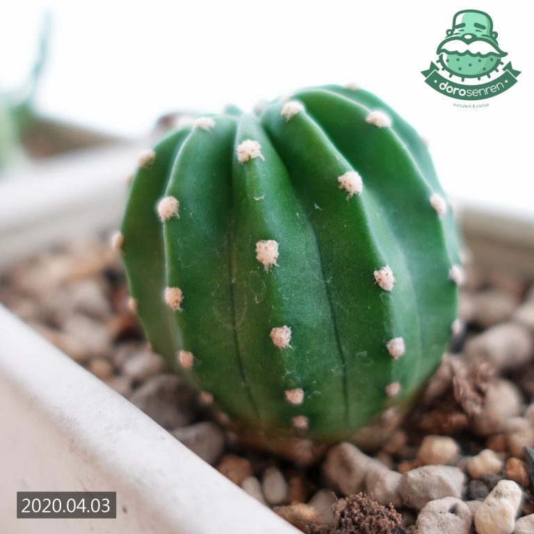 多肉仙人交易所