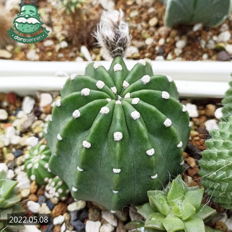 多肉仙人交易所