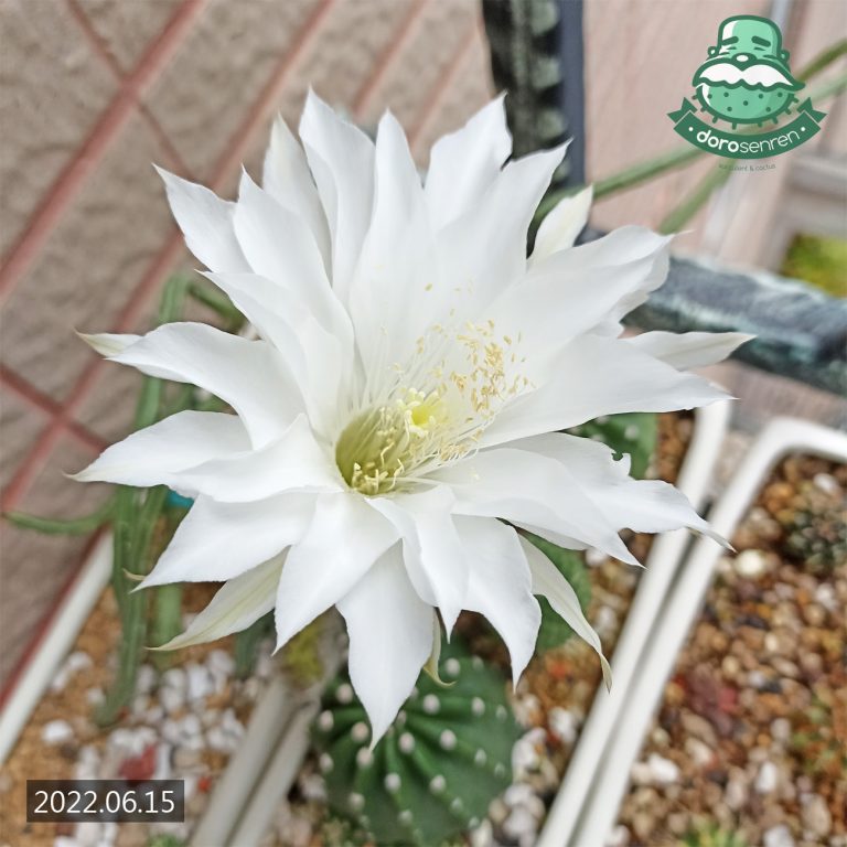 多肉仙人交易所