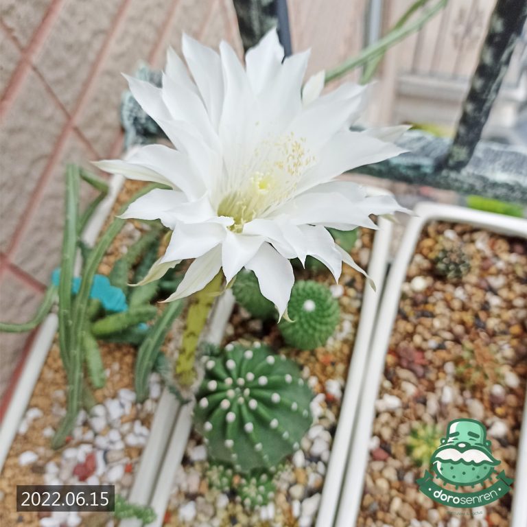 多肉仙人交易所