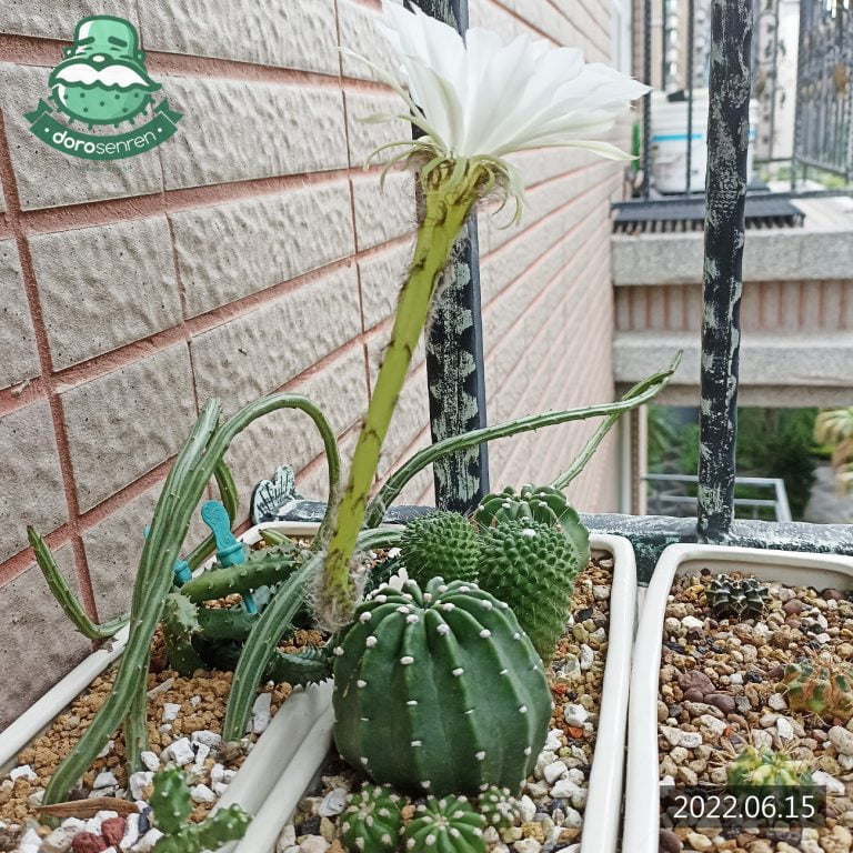 多肉仙人交易所