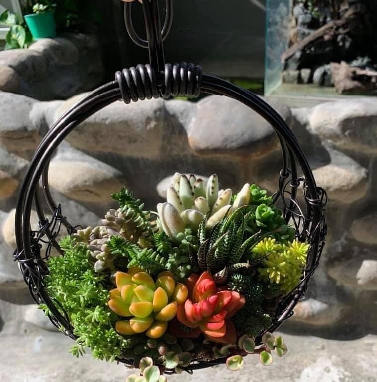 多肉仙人交易所