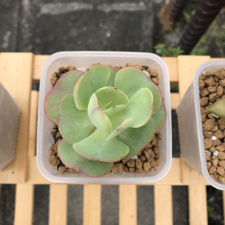 多肉仙人交易所