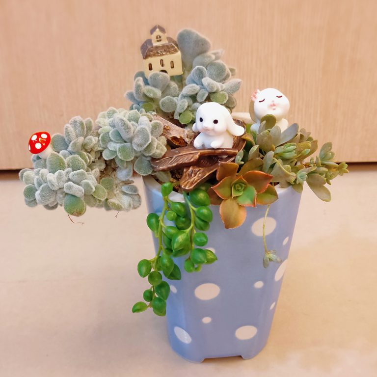 多肉仙人交易所