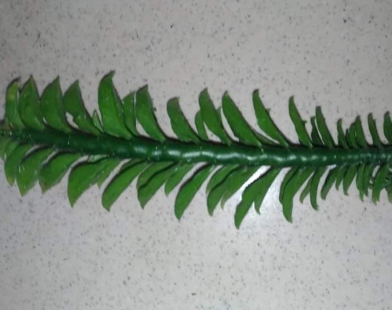 多肉仙人交易所