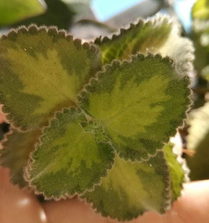 多肉仙人交易所