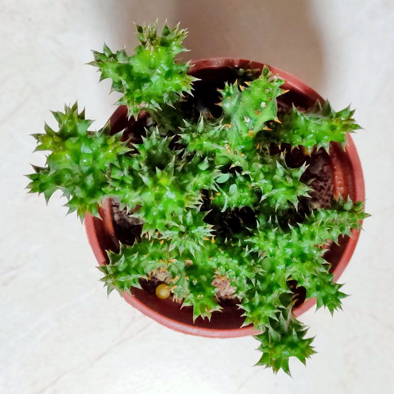 多肉仙人交易所