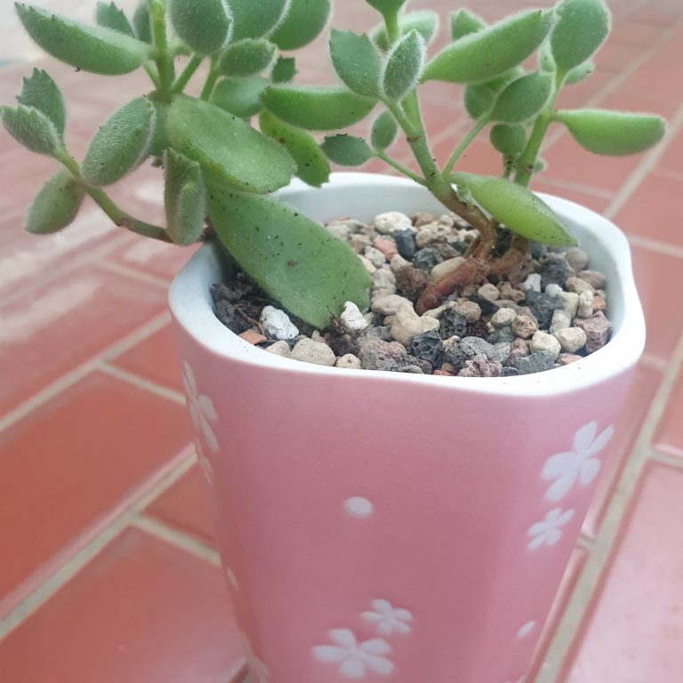 多肉仙人交易所