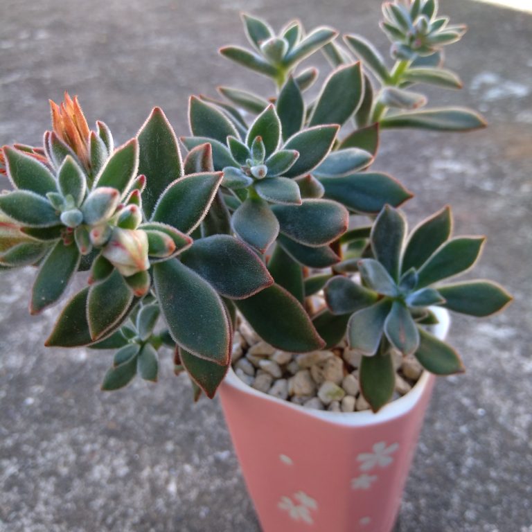 多肉仙人交易所