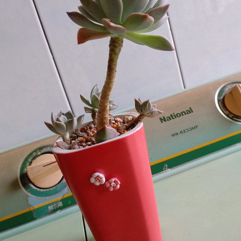 多肉仙人交易所