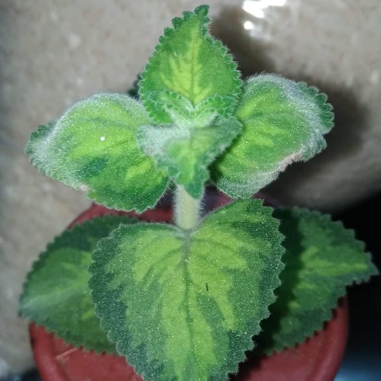 多肉仙人交易所