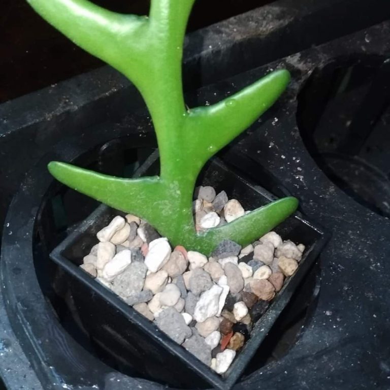 多肉仙人交易所