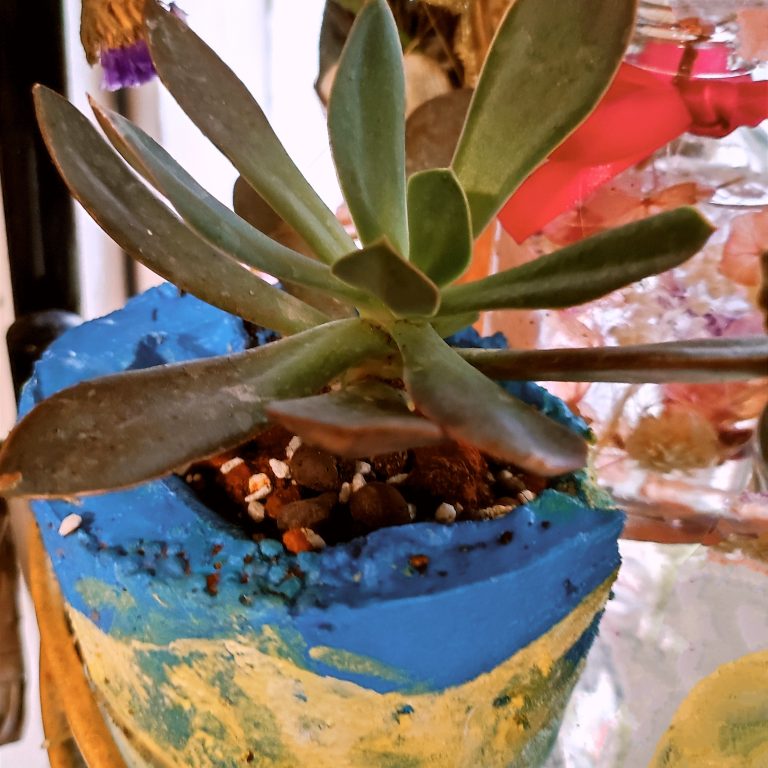 多肉仙人交易所