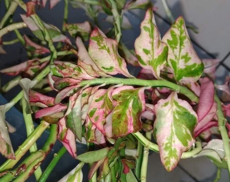 多肉仙人交易所