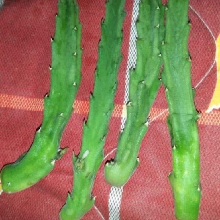 多肉仙人交易所