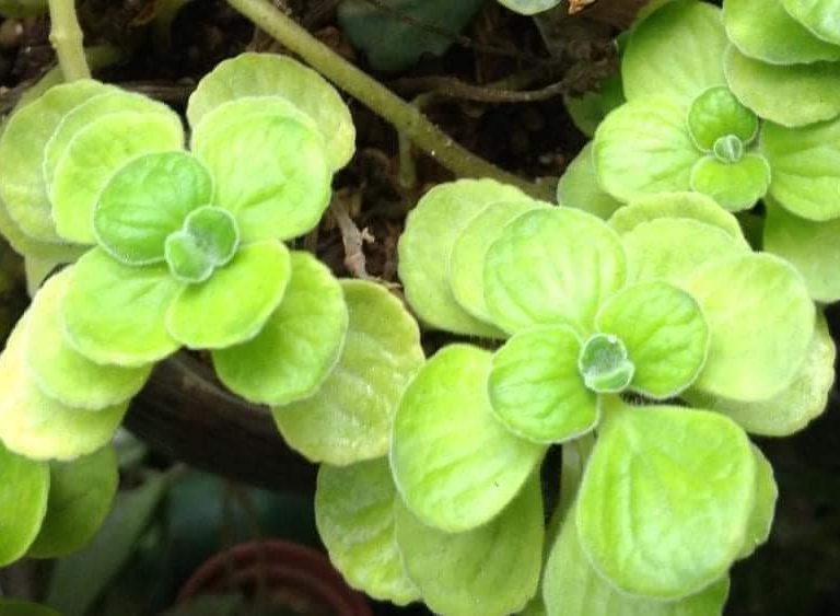 多肉仙人交易所