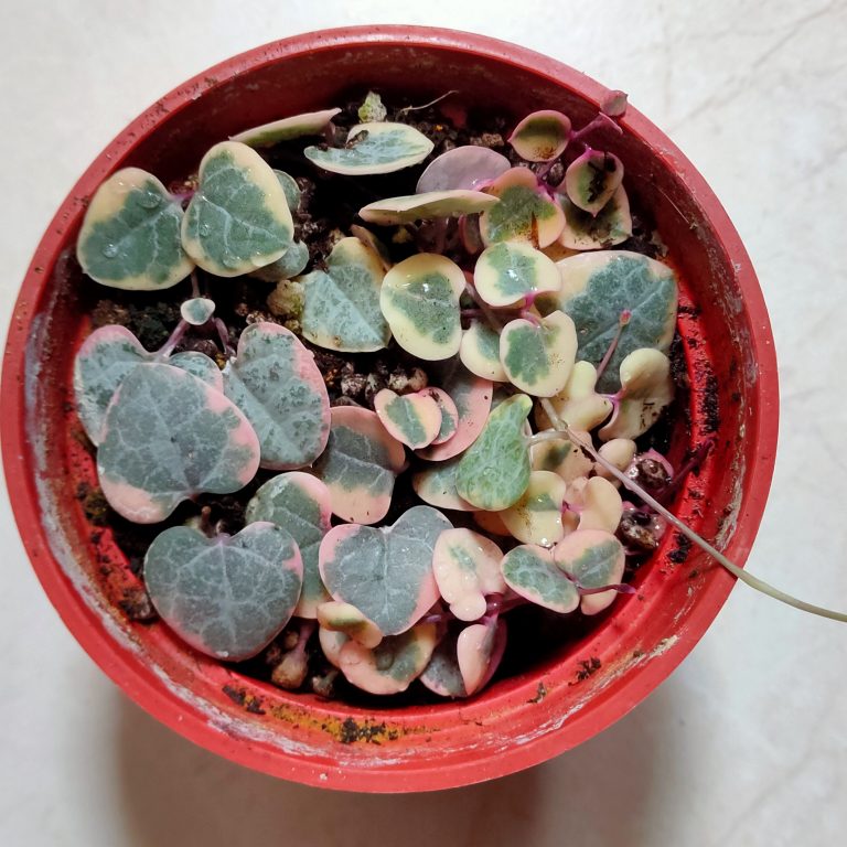 多肉仙人交易所