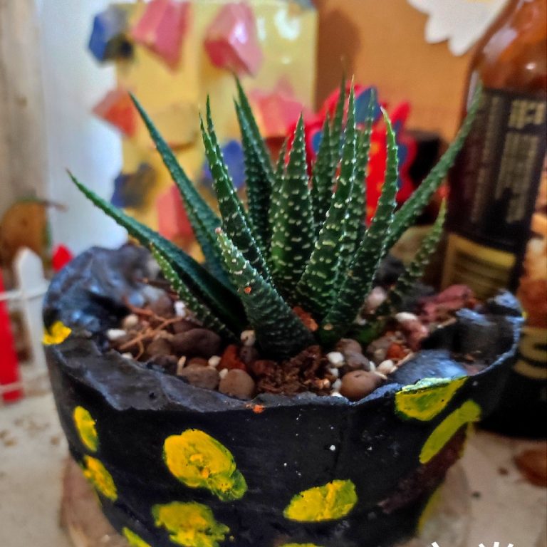 多肉仙人交易所