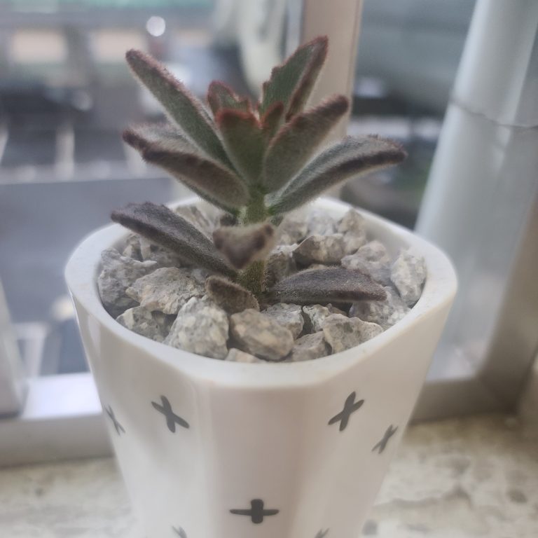 多肉仙人交易所