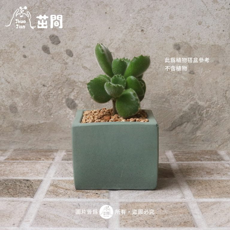 多肉仙人交易所