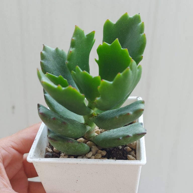 多肉仙人交易所