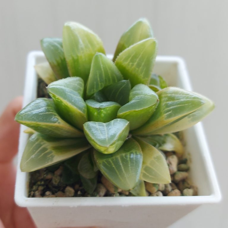 多肉仙人交易所