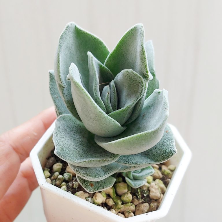 多肉仙人交易所