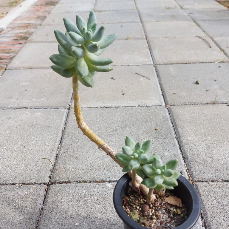 多肉仙人交易所