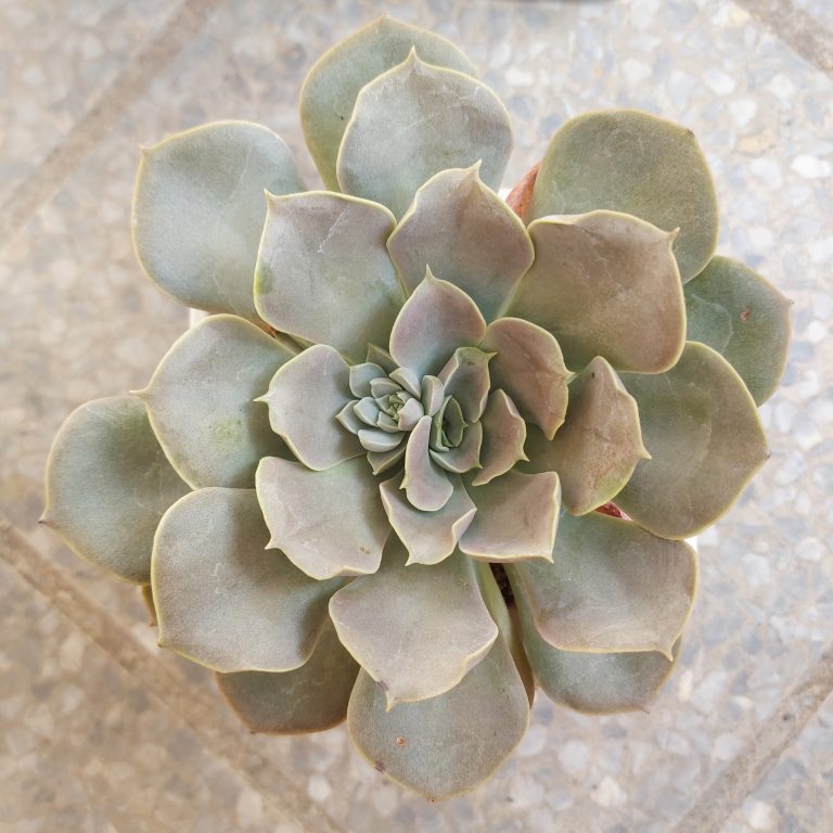 多肉仙人交易所