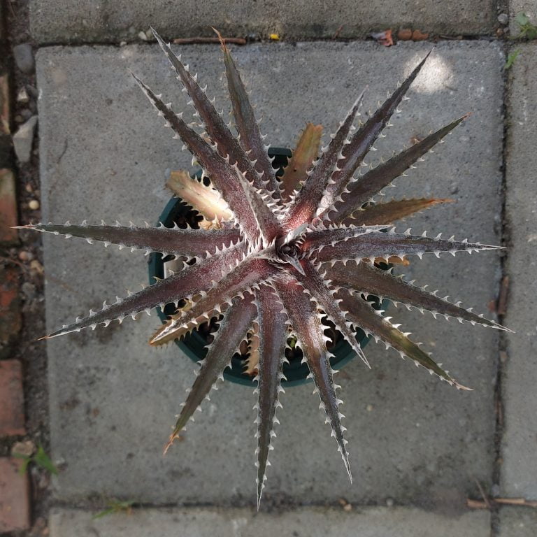 多肉仙人交易所