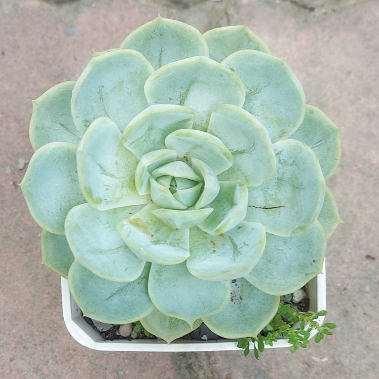 多肉仙人交易所