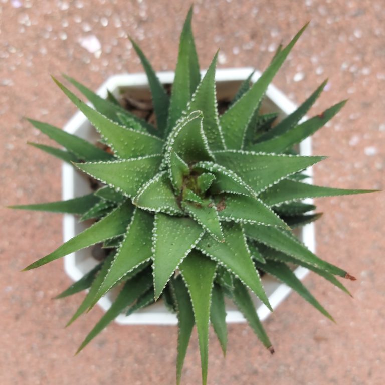 多肉仙人交易所