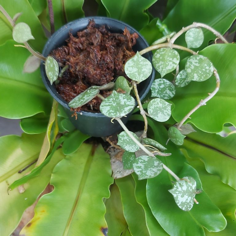 多肉仙人交易所