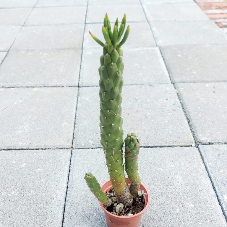 多肉仙人交易所