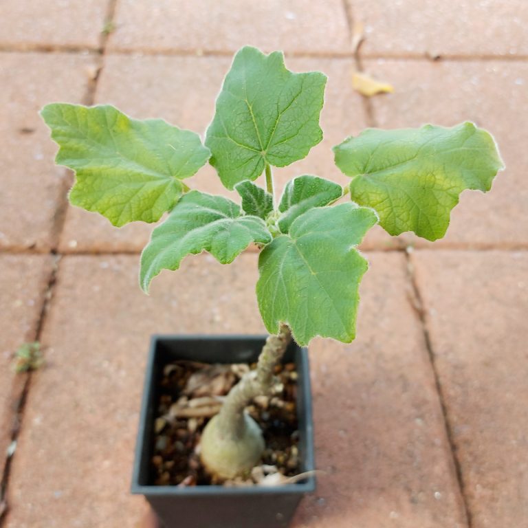 多肉仙人交易所