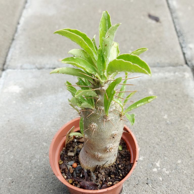 多肉仙人交易所