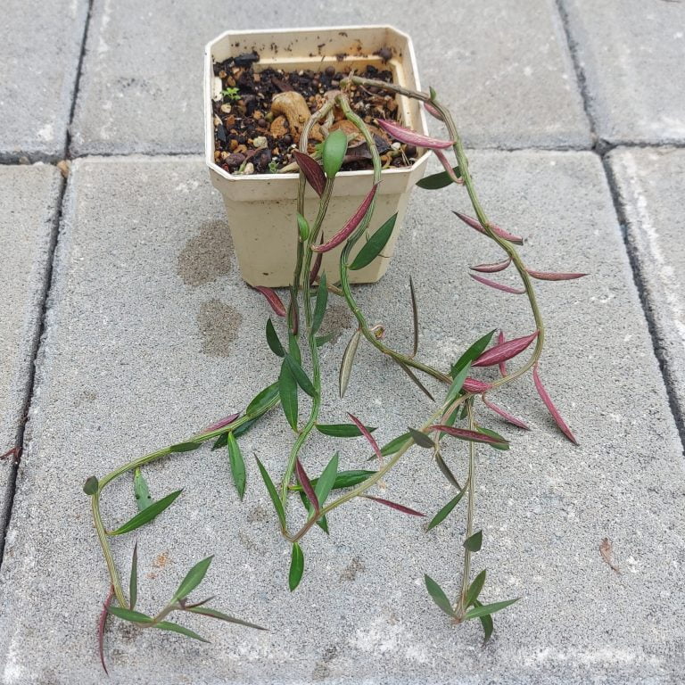 多肉仙人交易所