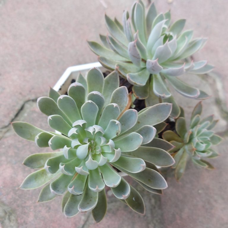 多肉仙人交易所