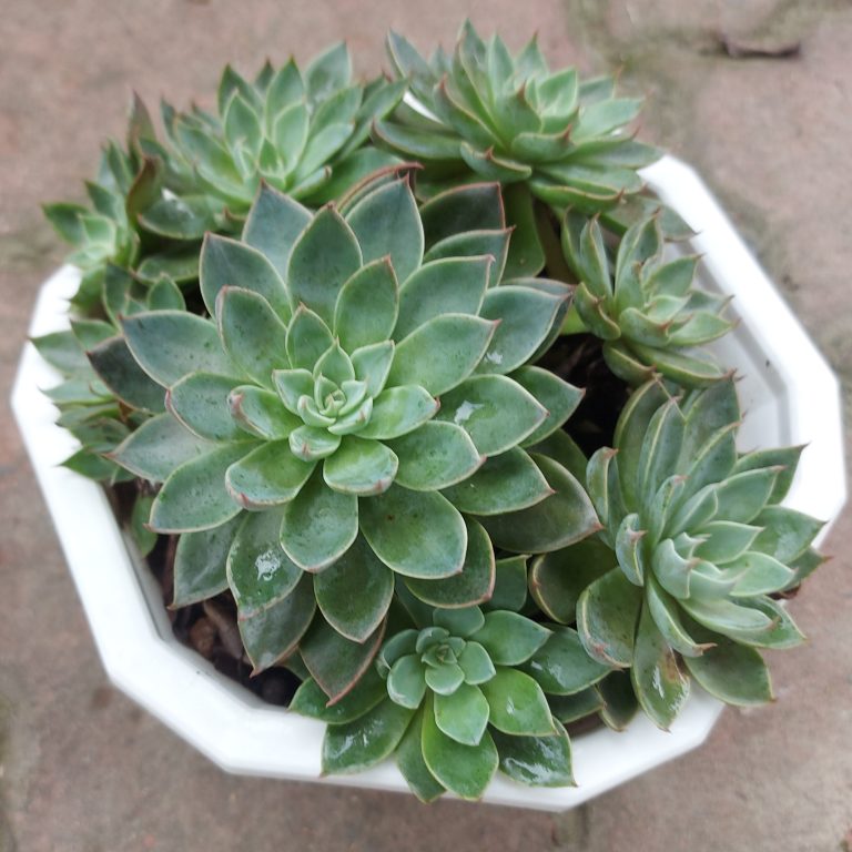 多肉仙人交易所