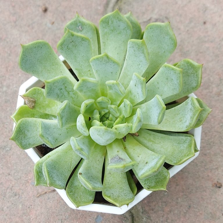 多肉仙人交易所