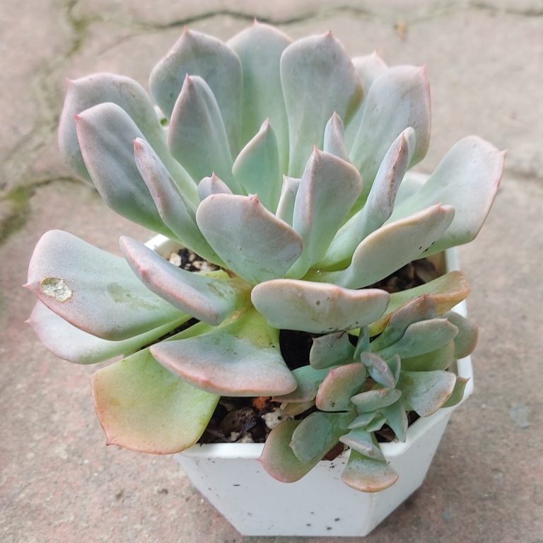 多肉仙人交易所